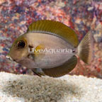 Epaulette Surgeonfish (click for more detail)