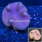 Toadstool Mushroom Leather Coral Vietnam (click for more detail)