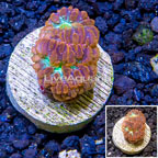 LiveAquaria® Cultured Blastomussa Coral (click for more detail)