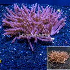 Tree Coral Indonesia (click for more detail)