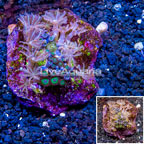 Zoanthus and Xenia Coral Combo Rock Indonesia (click for more detail)