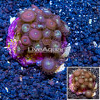 Zoanthus Coral Indonesia (click for more detail)