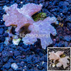 Sinularia Leather Coral Vietnam (click for more detail)