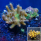 Devil's Hand Leather Coral Indonesia (click for more detail)
