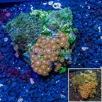 Zoanthus Coral Indonesia (click for more detail)
