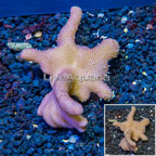 Sinularia Leather Coral Vietnam (click for more detail)