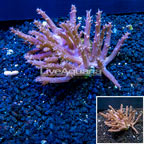Tree Coral Indonesia (click for more detail)