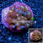 Zoanthus Coral Indonesia (click for more detail)