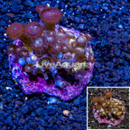 Zoanthus Coral Indonesia (click for more detail)