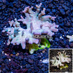 Sinularia Leather Coral Vietnam (click for more detail)
