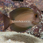 Orange Stripe Bristletooth Tang (click for more detail)
