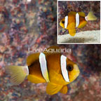 Clarkii Clownfish (click for more detail)