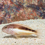 Freckled Hawkfish (click for more detail)