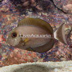 Epaulette Surgeonfish [Blemish] (click for more detail)