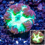 LiveAquaria® Cultured Blastomussa Coral  (click for more detail)