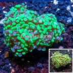LiveAquaria® Cultured Hammer Coral (click for more detail)