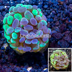 LiveAquaria® Cultured Hammer Coral (click for more detail)