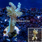 LiveAquaria® Cultured Pineapple Tree Coral (click for more detail)