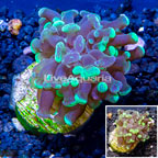 LiveAquaria® Cultured Hammer Coral (click for more detail)