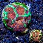 LiveAquaria® Cultured Favia Coral (click for more detail)