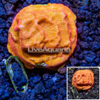 LiveAquaria® Cultured Leptoseris Coral (click for more detail)