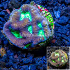 LiveAquaria® Cultured Favia Coral (click for more detail)