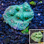 LiveAquaria® Cultured Ultra Chalice Coral (click for more detail)