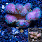 LiveAquaria® Cultured Stylophora Coral (click for more detail)