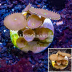 LiveAquaria® Cultured Protopalythoa Coral (click for more detail)