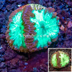 LiveAquaria® Cultured Blastomussa Coral (click for more detail)