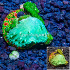 LiveAquaria® Cultured Green Cabbage Leather Coral (click for more detail)