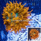 Grade A Rose Bubble Tip Anemone (click for more detail)
