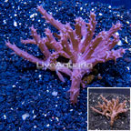 Tree Coral Indonesia (click for more detail)