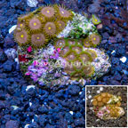 Zoanthus Coral Indonesia (click for more detail)