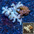 Zoanthus and Sinularia Combo Coral Vietnam (click for more detail)