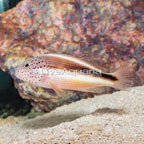 Freckled Hawkfish (click for more detail)