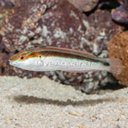 Rainbow Wrasse (click for more detail)
