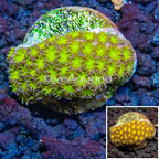 LiveAquaria® Cultured Leptastrea Coral (click for more detail)