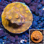 LiveAquaria® Cultured Cyphastrea Frag (click for more detail)