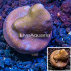 LiveAquaria® Cultured Blue Ridge Coral (click for more detail)