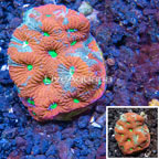 LiveAquaria® Cultured War Coral (click for more detail)