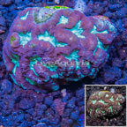 LiveAquaria® Cultured Favia Coral (click for more detail)