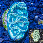 LiveAquaria® Cultured Goniastrea Brain Coral (click for more detail)