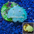 LiveAquaria® Cultured Green Cabbage Leather Coral (click for more detail)