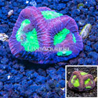 LiveAquaria® Cultured Goniastrea Coral (click for more detail)