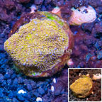 LiveAquaria® Cultured Leptoseris Coral (click for more detail)