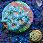 LiveAquaria® Cultured War Coral (click for more detail)