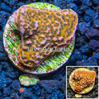 LiveAquaria® Cultured Montipora Coral (click for more detail)
