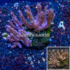 Tree Coral Indonesia (click for more detail)