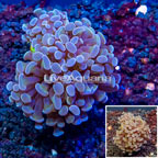 LiveAquaria® Cultured Hammer Coral (click for more detail)